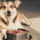 Alimentos perigosos para cães: Proteja a saúde do seu companheiro