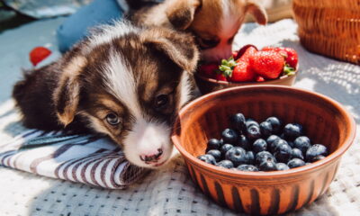 Cuidados com a alimentação dos cães nas festas de fim de ano