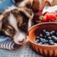 Cuidados com a alimentação dos cães nas festas de fim de ano