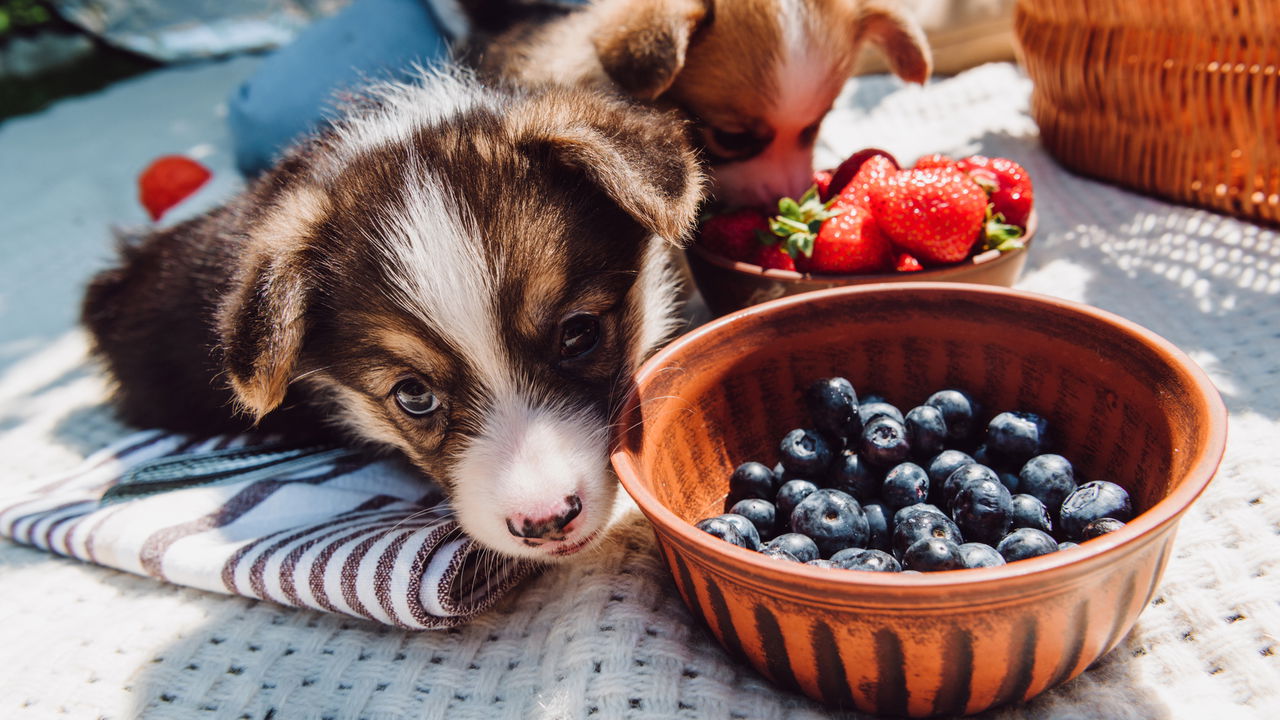 Cuidados com a alimentação dos cães nas festas de fim de ano