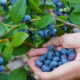 Saúde do coração: Conheça as frutas que limpam as artérias naturalmente