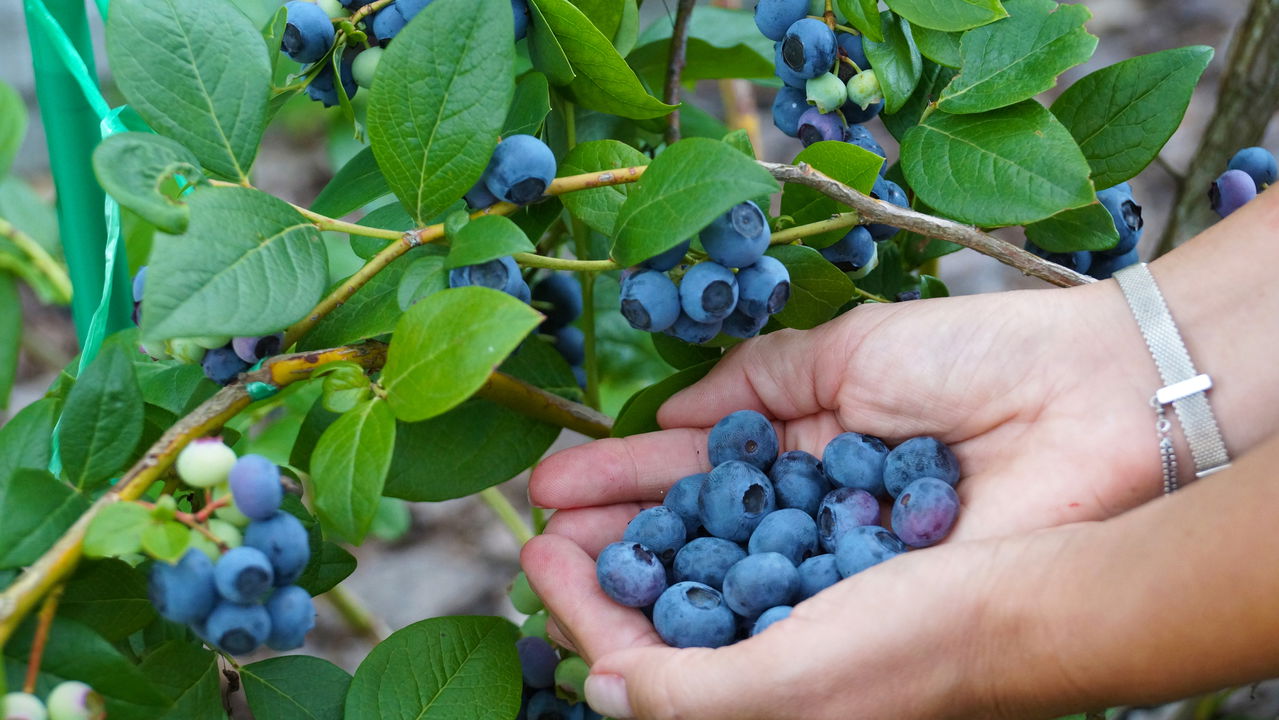 Saúde do coração: Conheça as frutas que limpam as artérias naturalmente