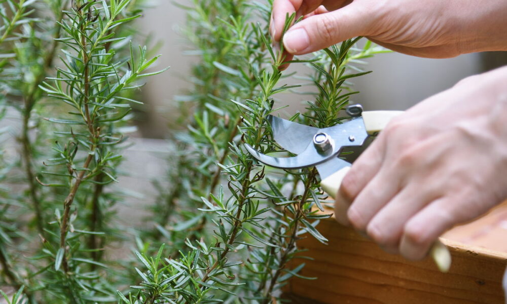 Formas De Plantar Alecrim Em Casa E Ter Folhas Frescas Durante Todo O