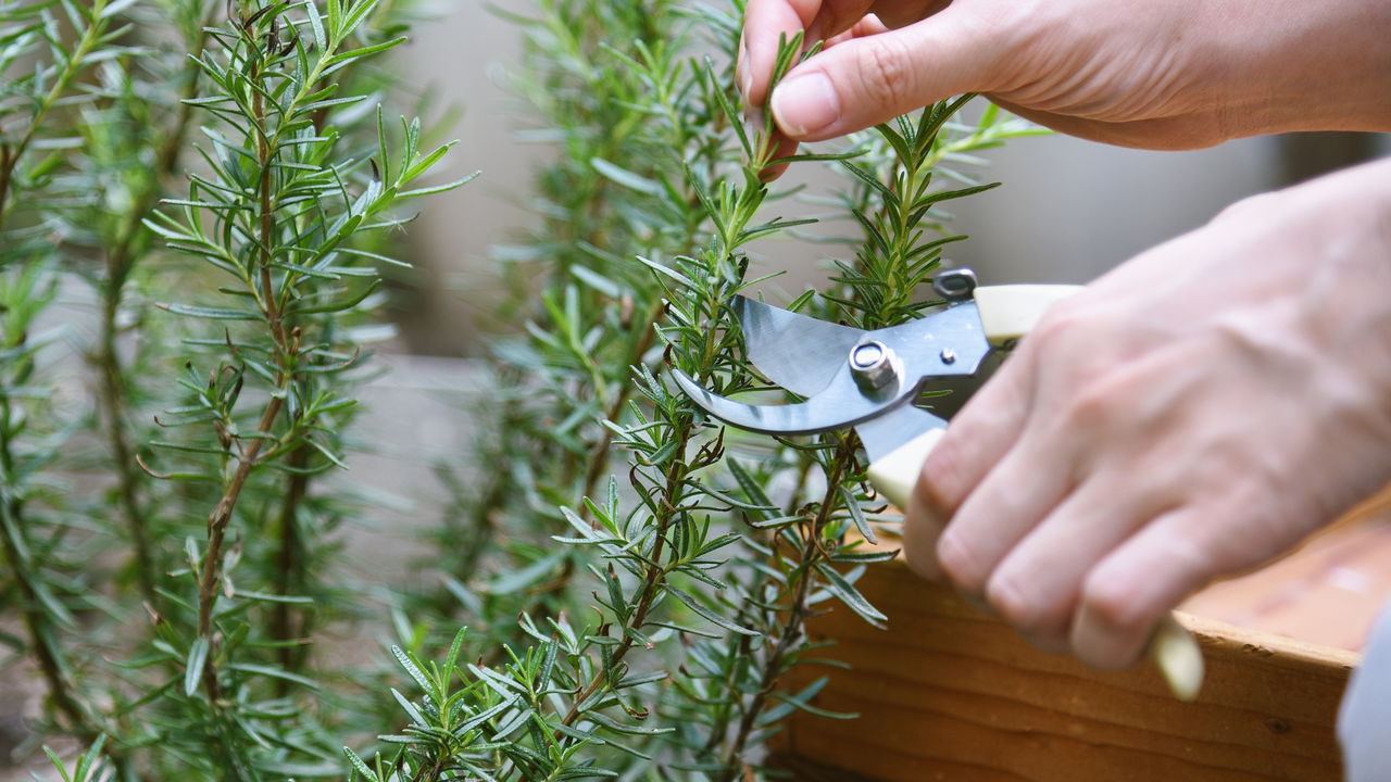 Formas de plantar alecrim em casa e ter folhas frescas durante todo o ano