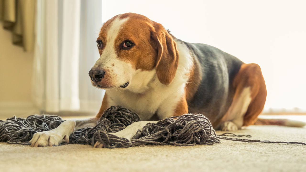 Estresse humano afeta os cães? Saiba o que a ciência diz