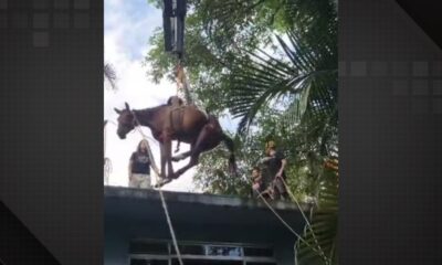 reprodução de vídeo mostra cavalo sendo retirado de laje de casa com ajuda de guindaste