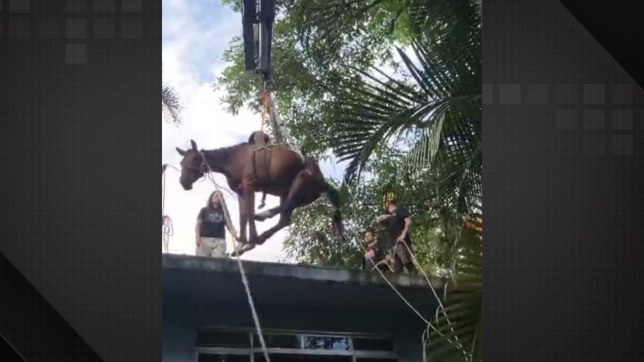 reprodução de vídeo mostra cavalo sendo retirado de laje de casa com ajuda de guindaste