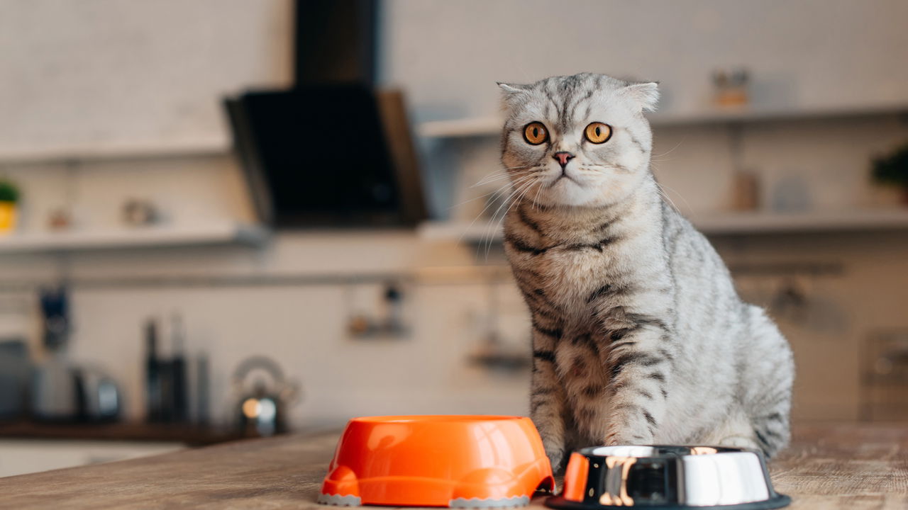 Alimentação natural para pets: Como escolher a melhor dieta para seu animal