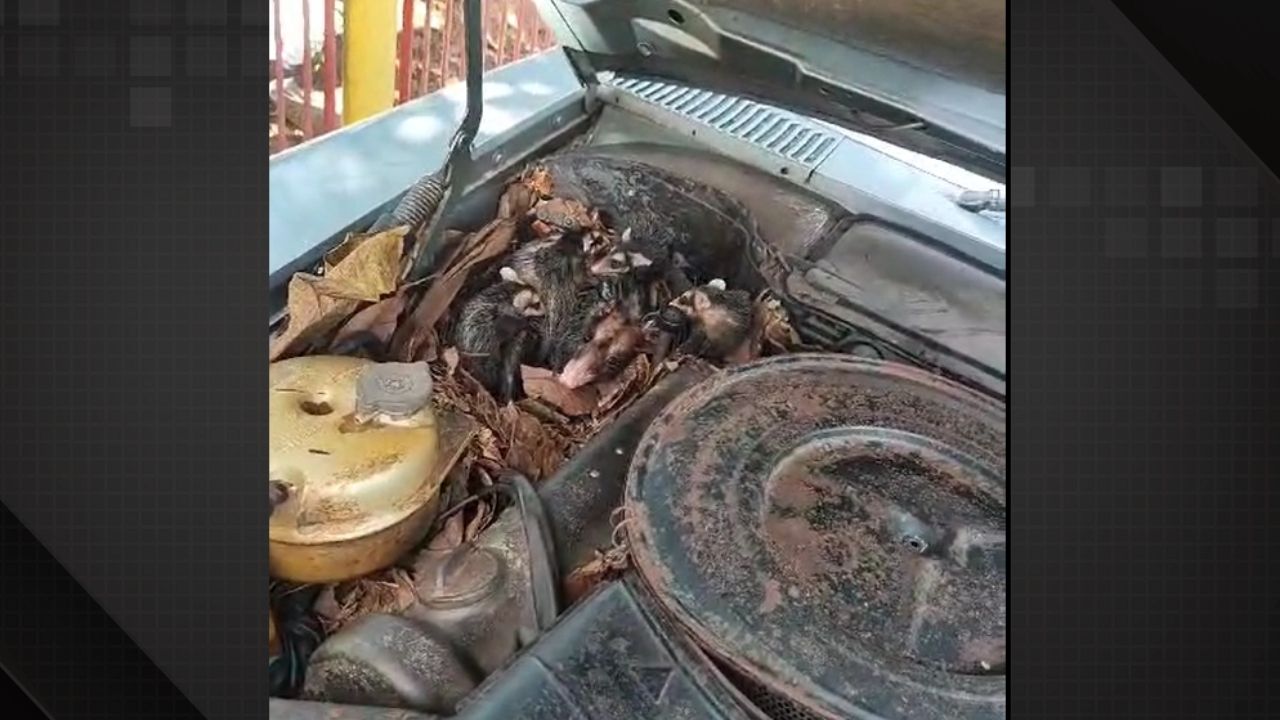 Família de gambás encontrada sob o capô de um carro. Na imagem, é possível ver os gambás aninhados entre folhas secas e sujeira acumulada no compartimento do motor de um veículo antigo, com sinais de ferrugem e desgaste