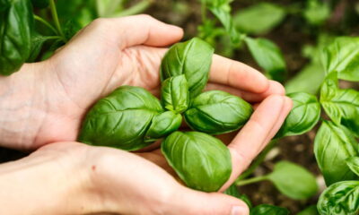 Aprenda a plantar manjericão e deixe sua cozinha mais aromática