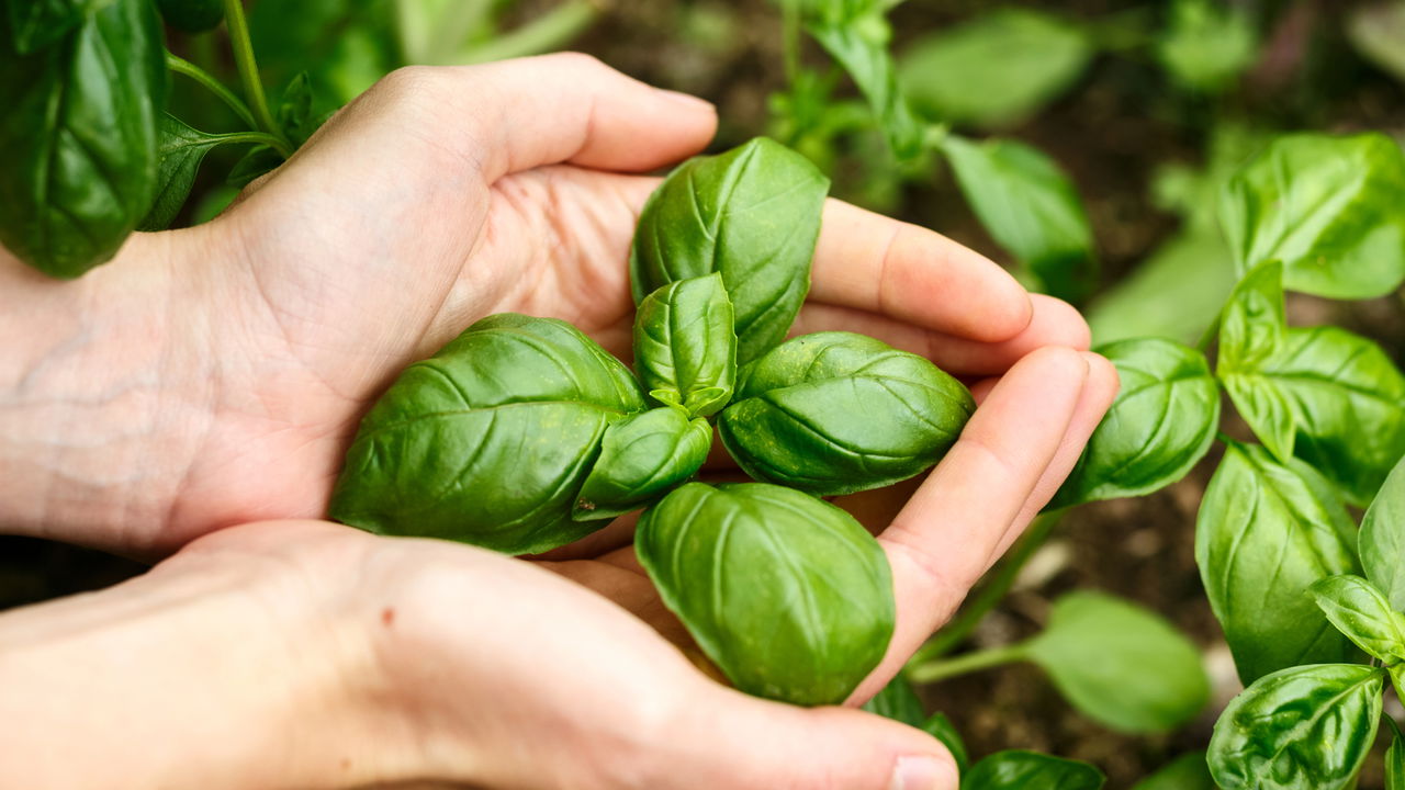 Aprenda a plantar manjericão e deixe sua cozinha mais aromática