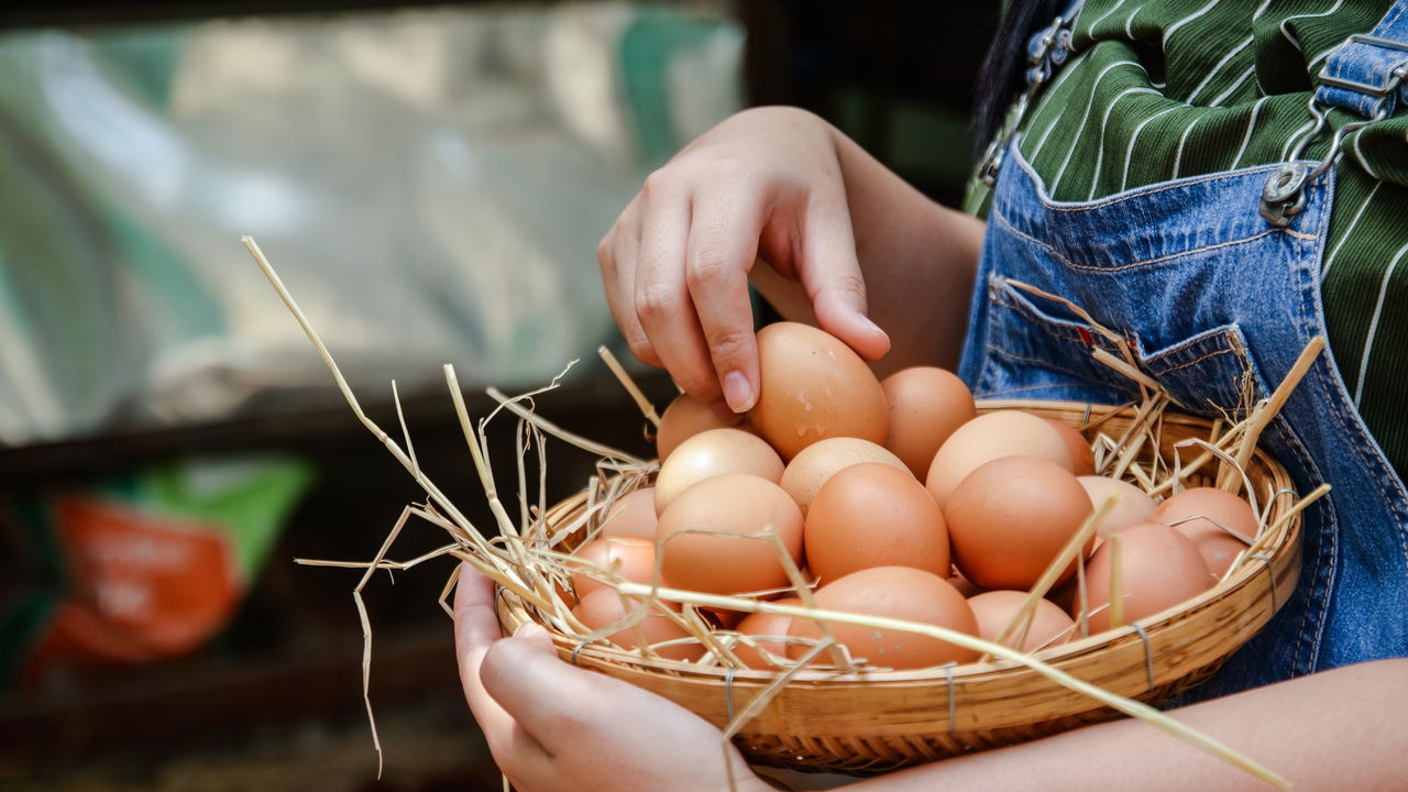 Ovos na dieta de musculação: Benefícios e riscos do colesterol na gema