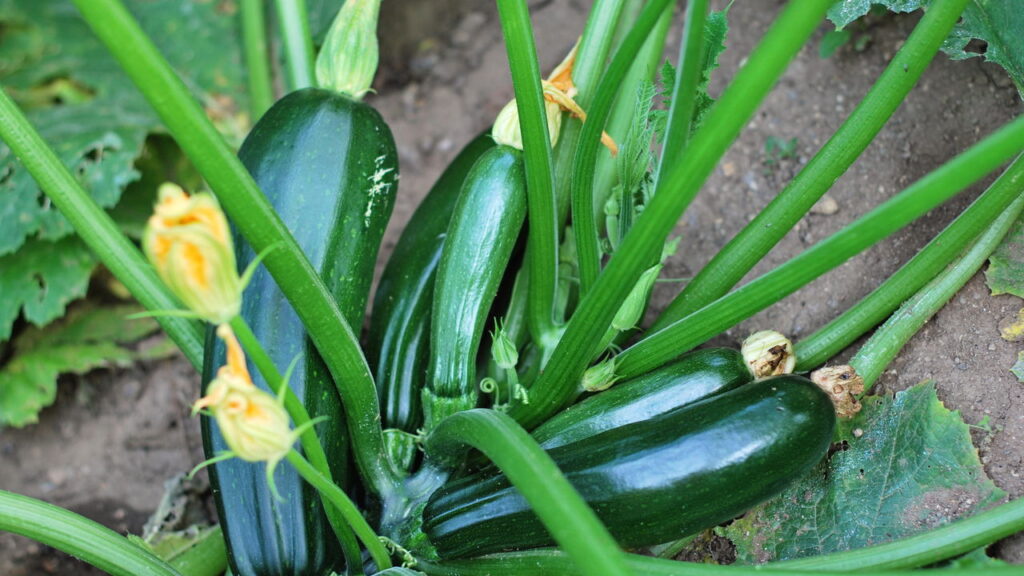 Guia completo para plantar abobrinha em casa de forma fácil e abundante