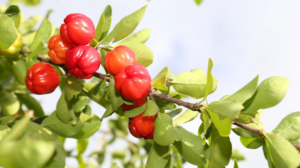 O segredo que não te contaram para cultivar acerola e ter frutos suculentos