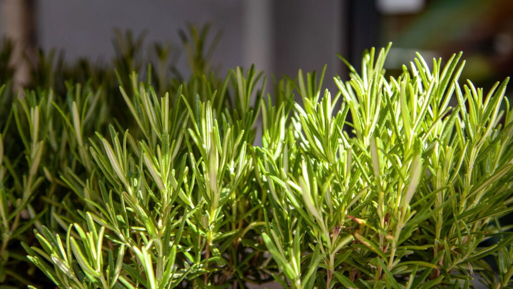 Esses temperos crescem rápido e são perfeitos para sua horta caseira