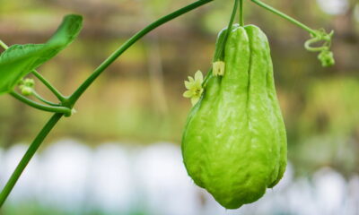 PLANTE CHUCHU em casa com estas dicas IMPERDÍVEIS!