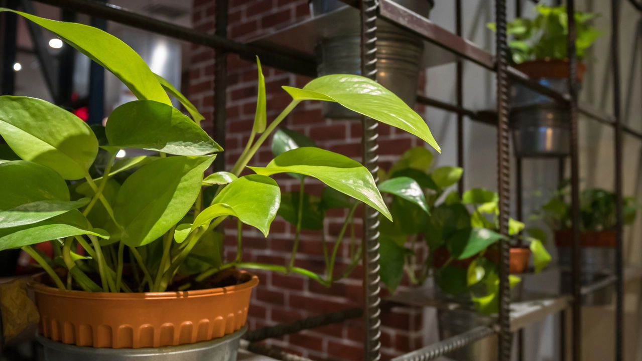 O ar da sua casa está te fazendo mal! Estas plantas podem ser a solução