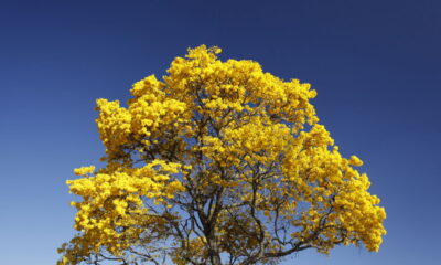 Como plantar Ipê-Amarelo e ter a árvore mais linda do bairro!