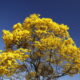 Como plantar Ipê-Amarelo e ter a árvore mais linda do bairro!