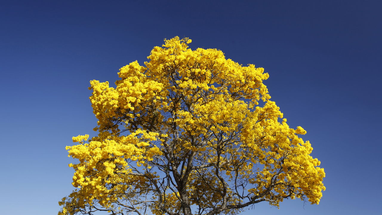 Como plantar Ipê-Amarelo e ter a árvore mais linda do bairro!