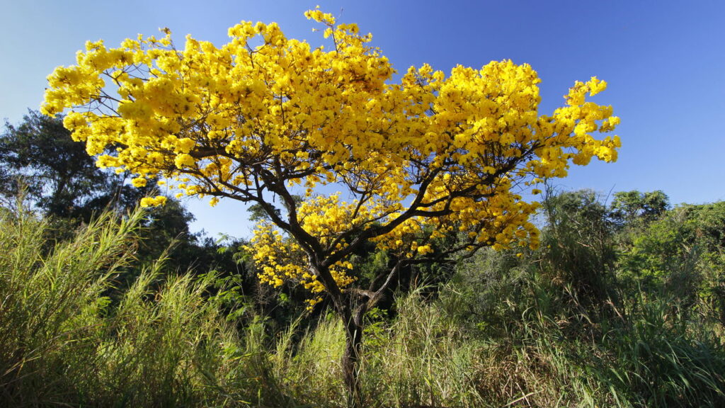 Como plantar Ipê-Amarelo e ter a árvore mais linda do bairro!