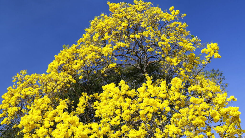 Como plantar Ipê-Amarelo e ter a árvore mais linda do bairro!