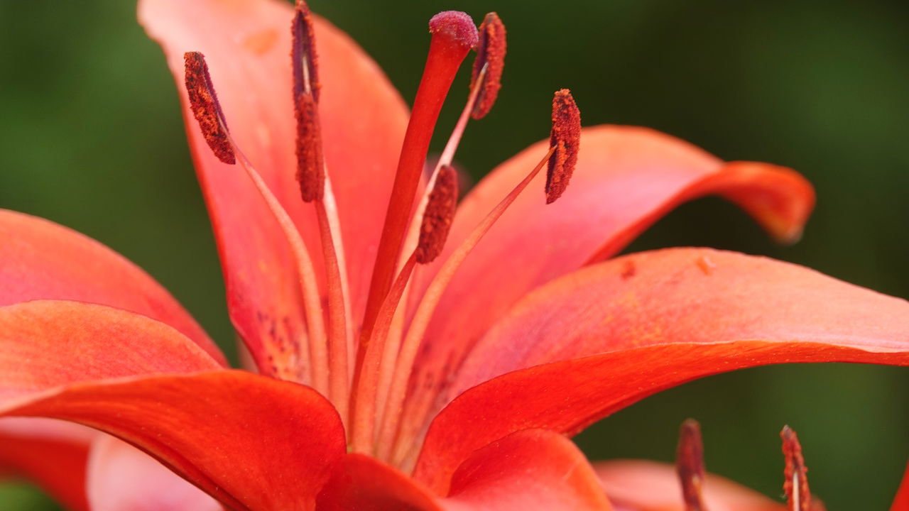 Atenção! 3 plantas ornamentais brasileiras podem ser extintas em breve