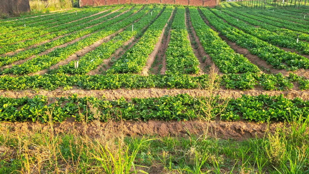 Coma essas 3 plantas poderosas cheias de vitaminas e minerais