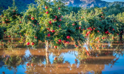 Árvore perfeita para o seu jardim! Sombra, frutos e FÁCIL de cuidar