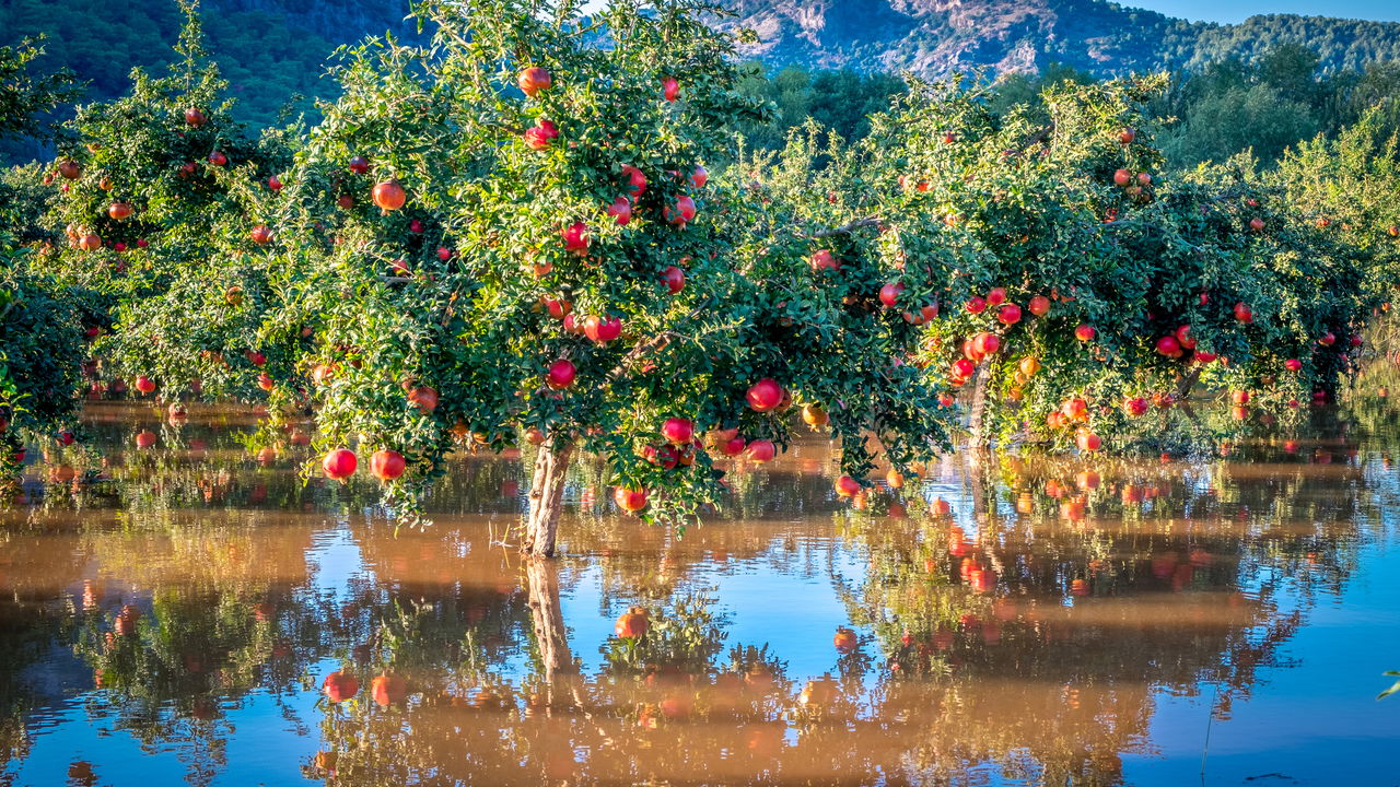 Árvore perfeita para o seu jardim! Sombra, frutos e FÁCIL de cuidar