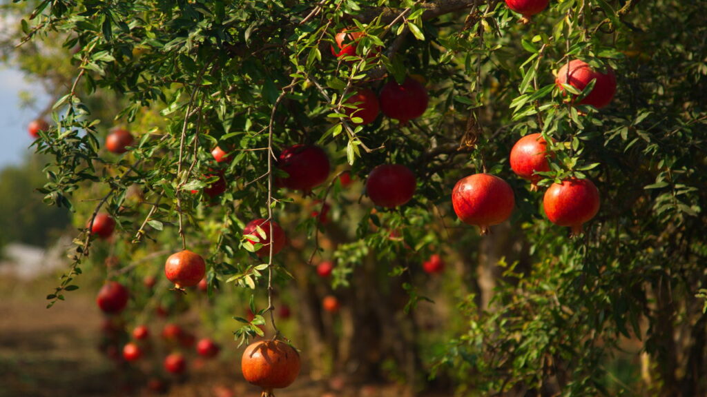 Árvore perfeita para o seu jardim! Sombra, frutos e FÁCIL de cuidar