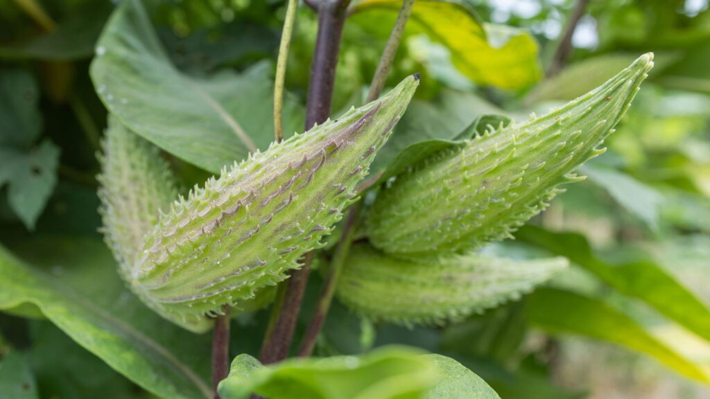 Coma essas 3 plantas poderosas cheias de vitaminas e minerais