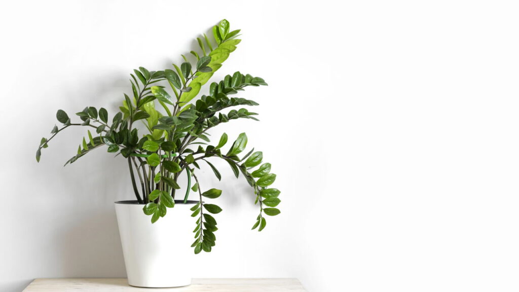 Estas plantas limpam o ar da sua casa e ainda transformam a decoração!