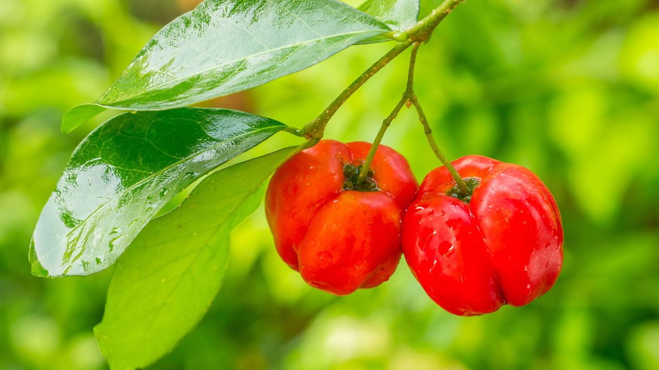 DESCUBRA como fazer mudas de ACEROLA de forma SIMPLES e RÁPIDA