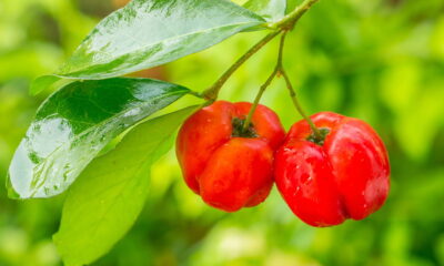 Acerola fácil! Dicas para plantar e colher rápido no seu quintal!