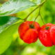 Acerola fácil! Dicas para plantar e colher rápido no seu quintal!