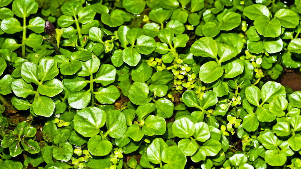 Poucos sabem, mas este é o vegetal mais saudável do planeta!