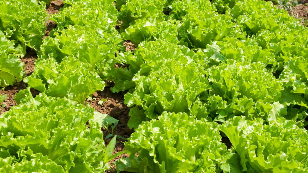 Fevereiro é o mês ideal para plantar essas 4 plantas