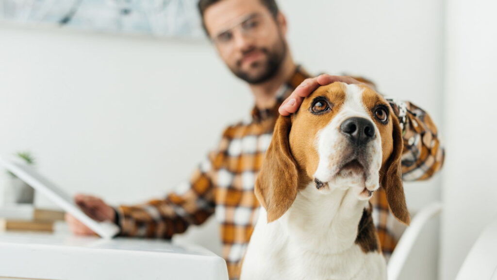 Seu pet pode estar em perigo e você nem percebe! Descubra como evitar tragédias