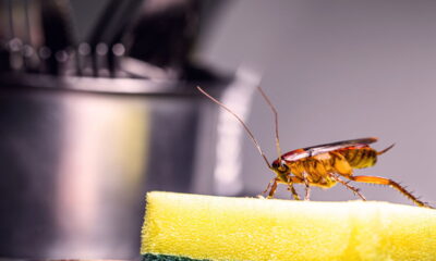 O truque infalível para manter sua cozinha livre de baratas e formigas!