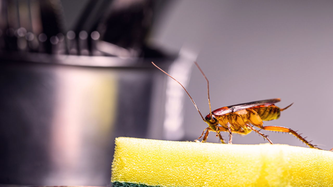 O truque infalível para manter sua cozinha livre de baratas e formigas!