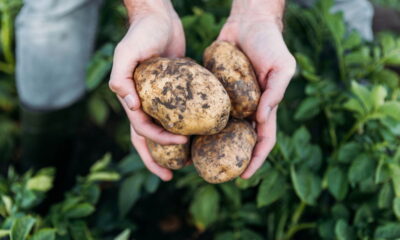 O truque perfeito para plantar batatas em casa com sucesso!