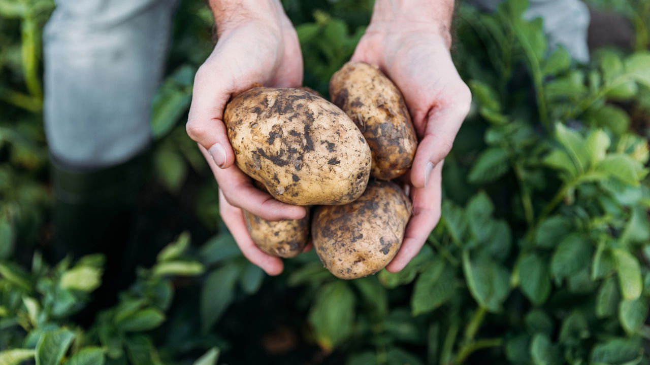 O truque perfeito para plantar batatas em casa com sucesso!