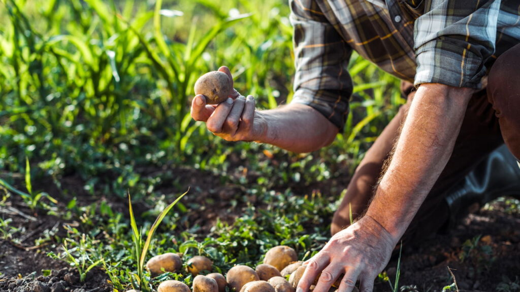 O truque perfeito para plantar batatas em casa com sucesso!