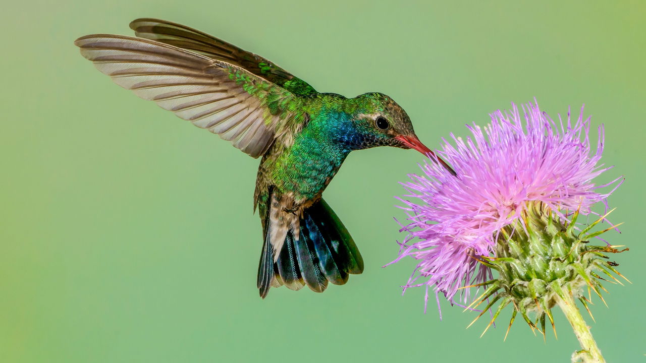 Atraia BEIJA-FLORES e BORBOLETAS com essas PLANTAS