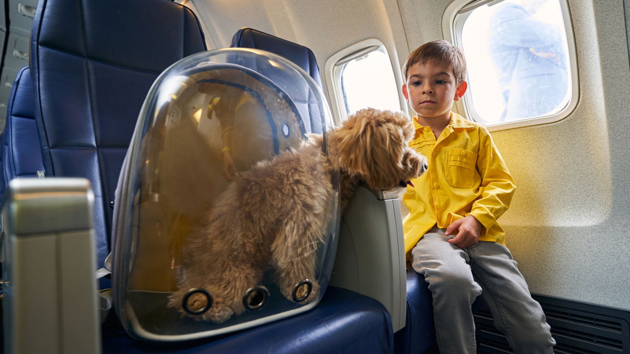 Veja dicas de como viajar com o seu pet nas viagens de férias