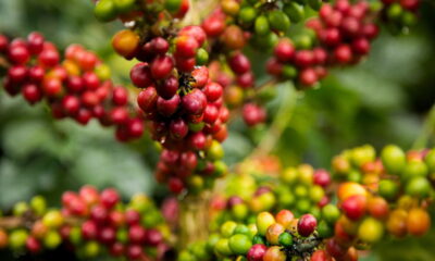 O GUIA COMPLETO para plantar CAFÉ em casa