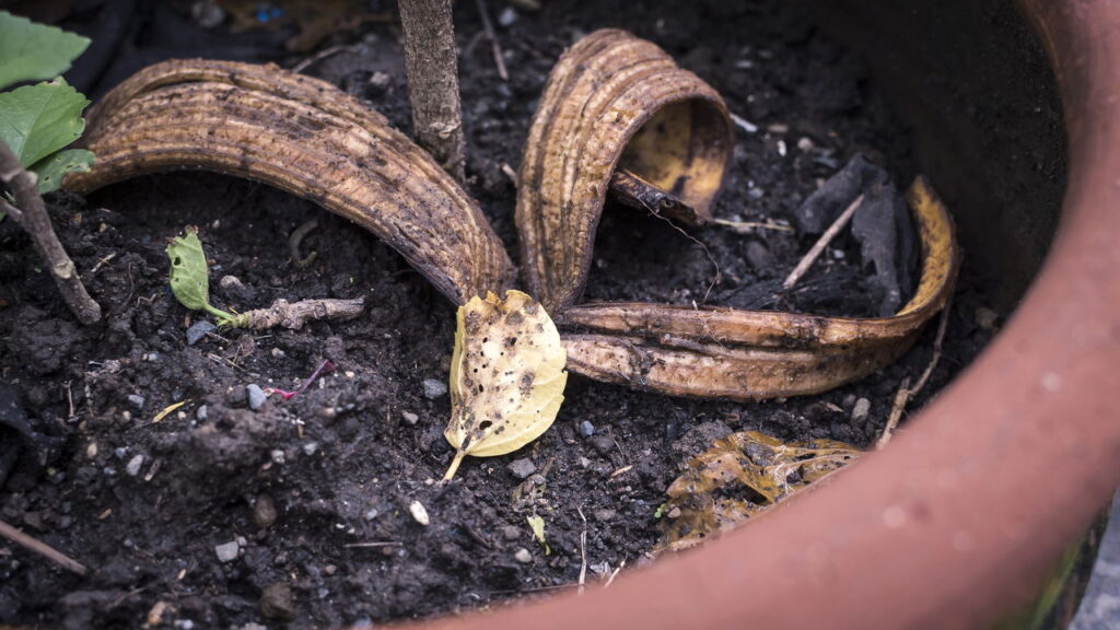 Descubra o poder secreto da casca de banana