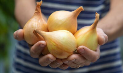 3 razões para comer cebola todos os dias !