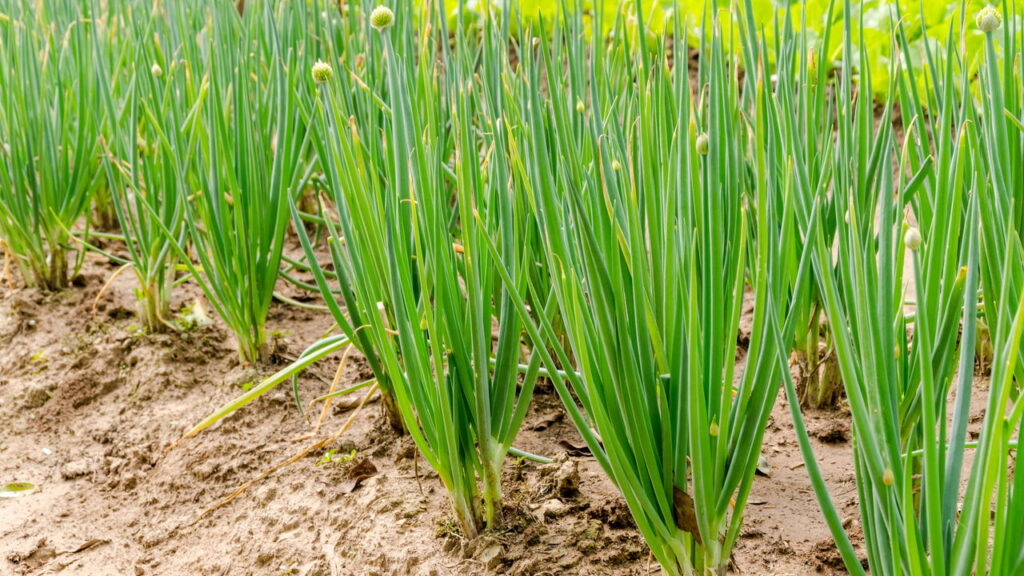 Fevereiro é o mês ideal para plantar essas 4 plantas